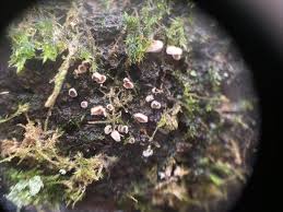 Attēlu rezultāti vaicājumam “Diderma umbilicatum young”