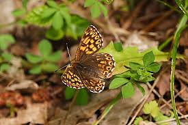 Attēlu rezultāti vaicājumam “Hamearis lucina underside”