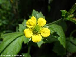 Image result for Geum urbanum