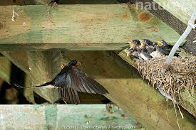 Attēlu rezultāti vaicājumam “Hirundo rustica adult”