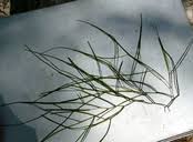 Attēlu rezultāti vaicājumam “Stuckenia filiformis bud”