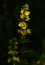 Attēlu rezultāti vaicājumam “Laserpitium pruthenicum”