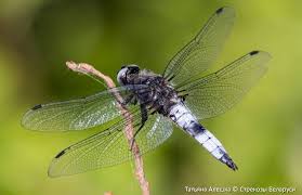 Attēlu rezultāti vaicājumam “Libellula fulva”