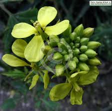 Attēlu rezultāti vaicājumam “Sinapis alba flower”