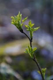 Attēlu rezultāti vaicājumam “Salix triandra male flower”