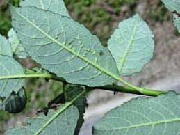 Attēlu rezultāti vaicājumam “Salix caprea leaf”