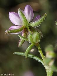 Attēlu rezultāti vaicājumam “Spergularia rubra”