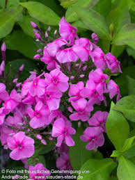 Image result for Phlox (großblumig)