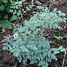 Attēlu rezultāti vaicājumam “Thalictrum minus”