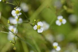 Attēlu rezultāti vaicājumam “Alisma lanceolatum leaf”