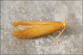 Attēlu rezultāti vaicājumam “Tischeria ekebladella”