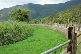 「粉綠狐尾藻」的圖片搜尋結果