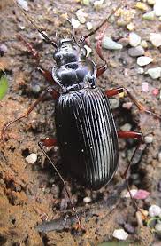 Attēlu rezultāti vaicājumam “Nebria livida”