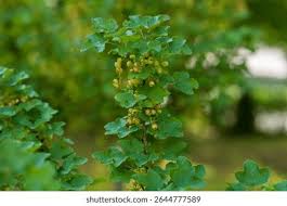 Attēlu rezultāti vaicājumam “Ribes rubrum leaf”