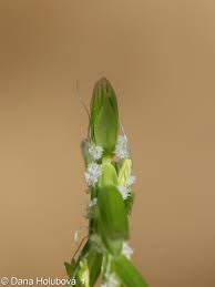 Attēlu rezultāti vaicājumam “Glyceria fluitans”