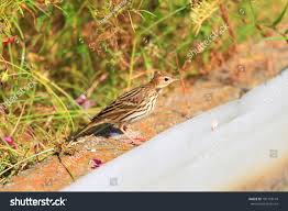 Image result for Anthus gustavi