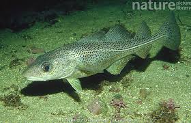 Image result for Gadus morhua