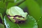 How to Heave Your Guts: Toads That Heave Their Entire Stomach | A ...