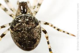 Attēlu rezultāti vaicājumam “Metellina merianae”