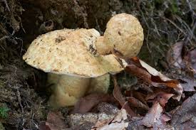 Attēlu rezultāti vaicājumam “Gyroporus cyanescens”
