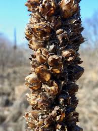 Attēlu rezultāti vaicājumam “Verbascum thapsus fruit”