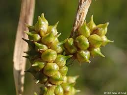 Attēlu rezultāti vaicājumam “Carex viridula”