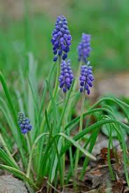 Attēlu rezultāti vaicājumam “Muscari botryoides flower”