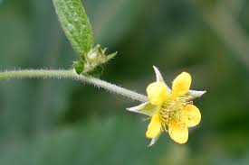 Attēlu rezultāti vaicājumam “Geum urbanum flower”