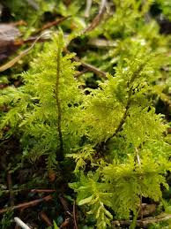 Attēlu rezultāti vaicājumam “Thuidium tamariscinum”
