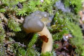 Attēlu rezultāti vaicājumam “Leotia lubrica”