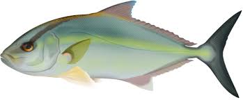 Image result for Seriola dumerili