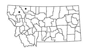 Attēlu rezultāti vaicājumam “Dicranella schreberiana”