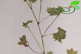 Attēlu rezultāti vaicājumam “Saxifraga cymbalaria”