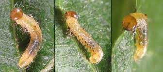 Attēlu rezultāti vaicājumam “Pristiphora maesta larva”