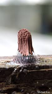 Attēlu rezultāti vaicājumam “Stemonitis marjana spores”