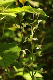 Attēlu rezultāti vaicājumam “Platanthera bifolia leaf”