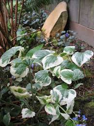 Attēlu rezultāti vaicājumam “Brunnera macrophylla flower”