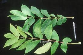 Attēlu rezultāti vaicājumam “Juglans ailanthifolia”