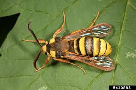 Attēlu rezultāti vaicājumam “Sesia apiformis”