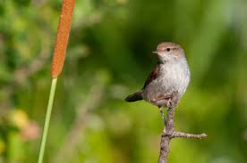 Image result for Cettia cetti