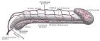 Artery of bulb of penis | Ask.com Encyclopedia