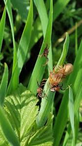 Attēlu rezultāti vaicājumam “Xysticus bifasciatus”