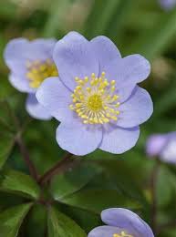 Image result for Buschwindröschen