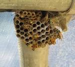 File:Paper wasps and nest.jpg - Wikimedia Commons