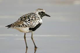 Attēlu rezultāti vaicājumam “Pluvialis squatarola adult”