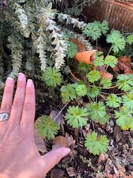 Attēlu rezultāti vaicājumam “Geranium bohemicum bud”