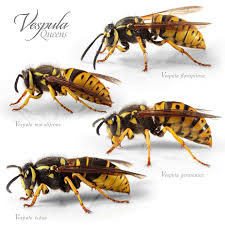 Attēlu rezultāti vaicājumam “Vespula germanica male”