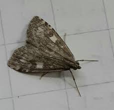 Attēlu rezultāti vaicājumam “Udea olivalis”