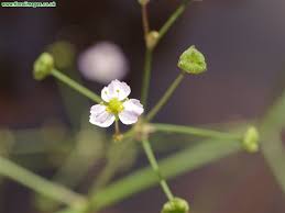 Attēlu rezultāti vaicājumam “Alisma gramineum flower”