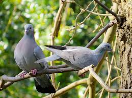 Attēlu rezultāti vaicājumam “Columbiformes”